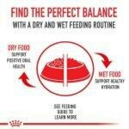 Royal Canin Pomeranian Adult 1,5Kg - Image 2