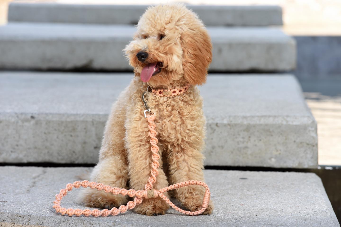 UNICORD DNA ORANGE LEASH