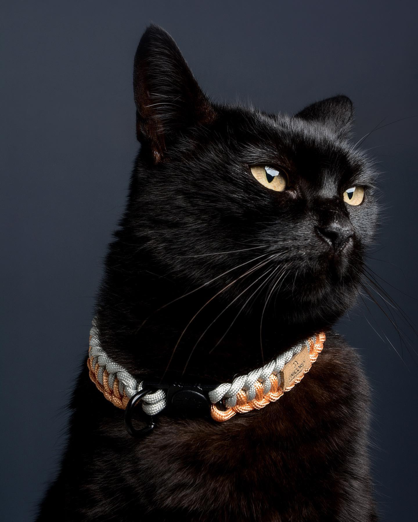 UNICORD PIANO MELODY ORANGE CAT COLLAR