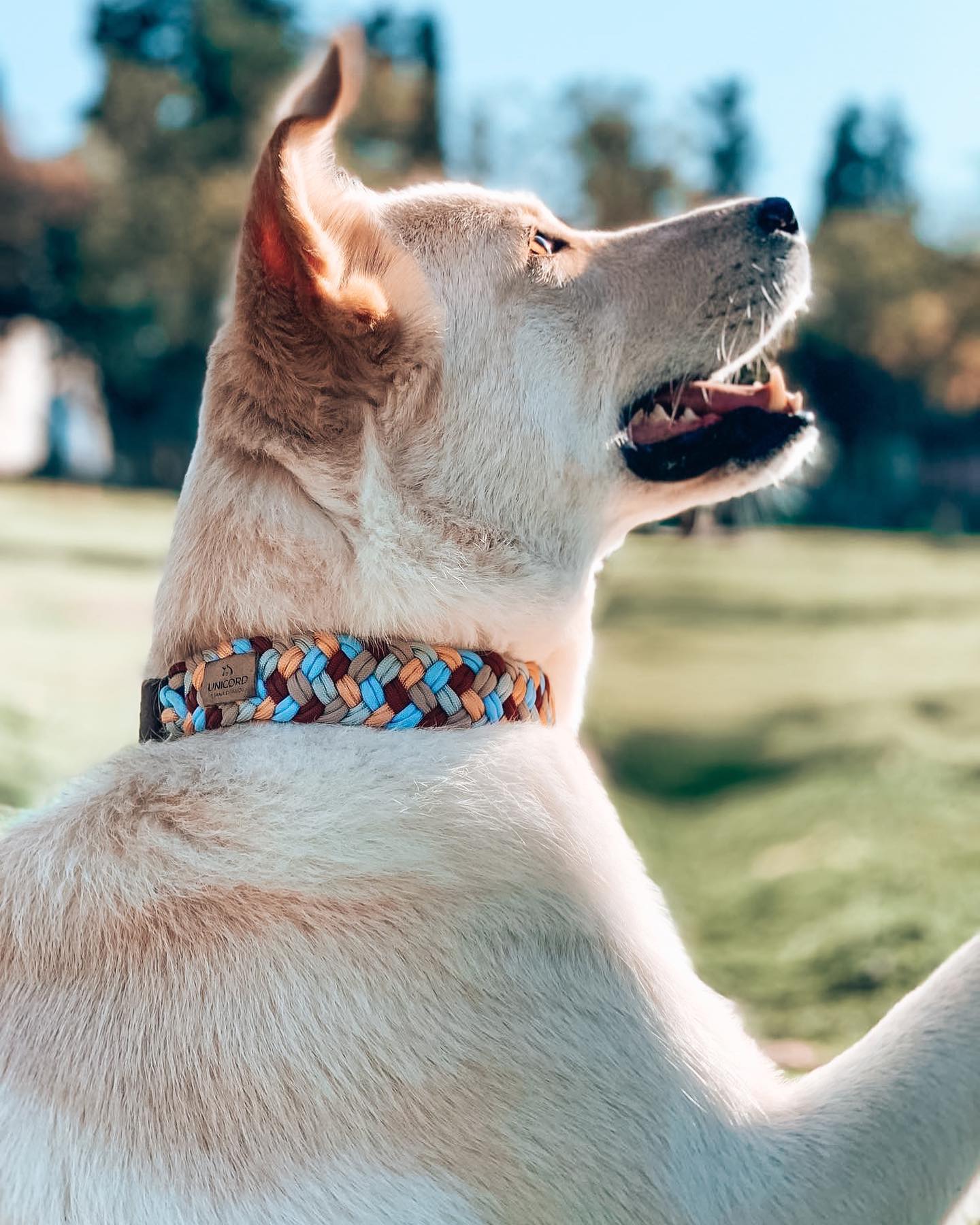 UNICORD COLOUR PARTY COLLAR