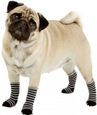 PET SOCKS X4