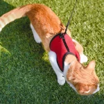 Ferplast Jogging XL for Cats/Rabbits - Image 3