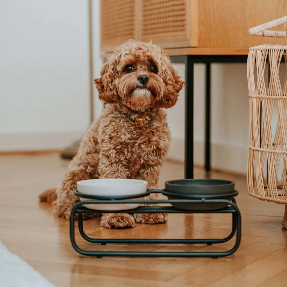 DISTRICT 70-BUTLER CAT BLACK