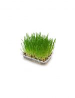 Arquivet Grass for Cats