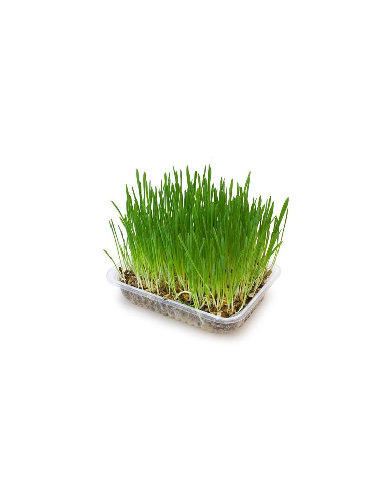 Arquivet Grass for Cats